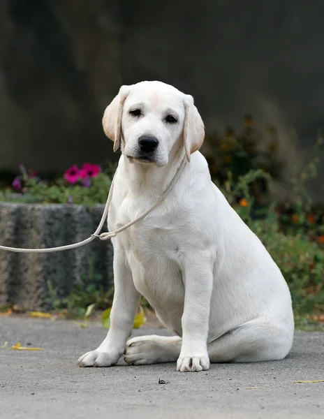 El labrador amarillo en el parque — Foto de Stock