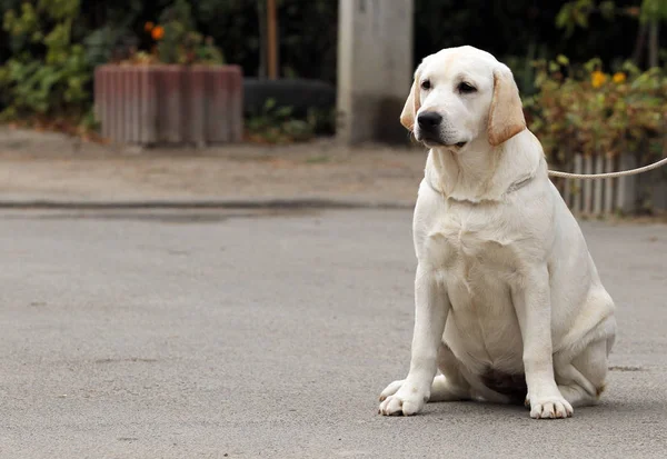 Labrador amarillo dulce en el parque — Foto de Stock