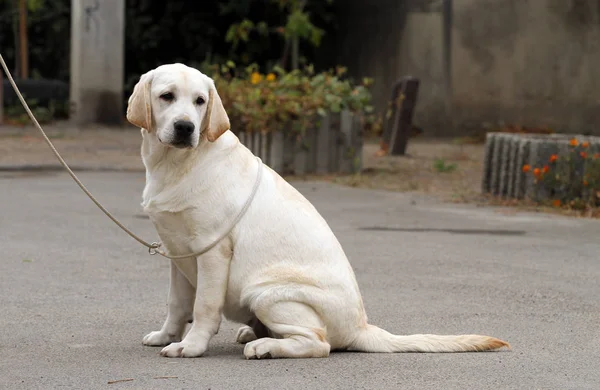 De zoete gele labrador in het park — Stockfoto