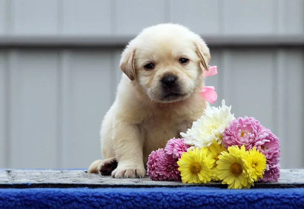 O filhote de cachorro labrador em um fundo azul — Fotografia de Stock