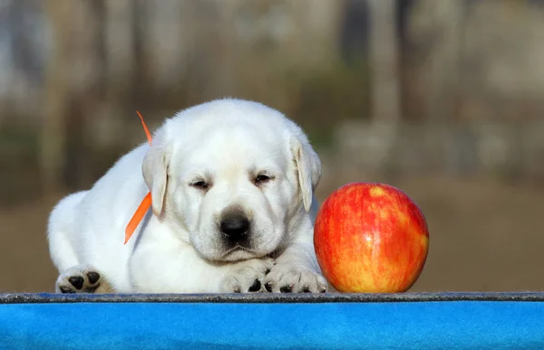 Doce filhote de cachorro labrador em um fundo azul — Fotografia de Stock