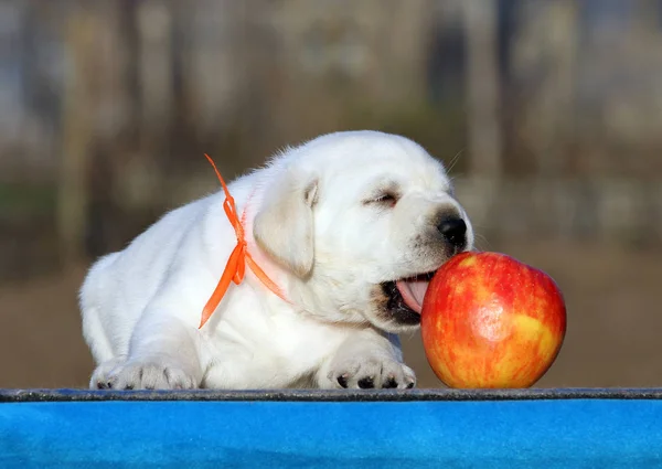 De labrador puppy op een blauwe achtergrond — Stockfoto