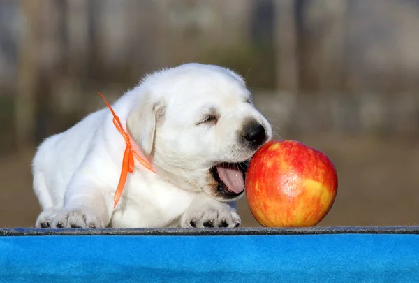 Een labrador puppy op een blauwe achtergrond — Stockfoto