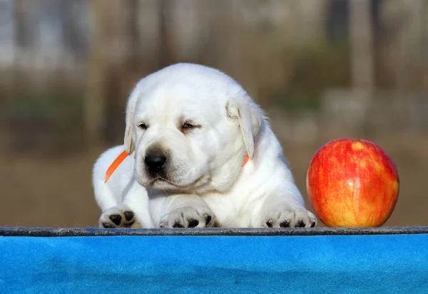 Een zoete Labrador puppy op een blauwe achtergrond — Stockfoto