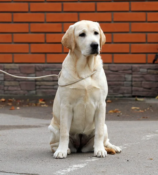 A yellow labrador in the park — Stock Photo, Image