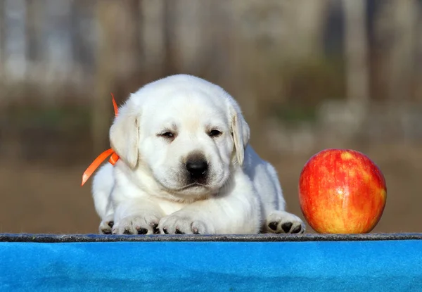 青色の背景にラブラドール子犬 — ストック写真