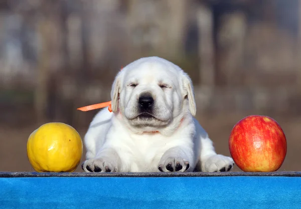 青色の背景にラブラドール子犬 — ストック写真