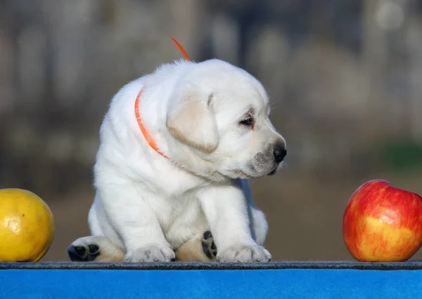 Een zoete Labrador puppy op een blauwe achtergrond — Stockfoto