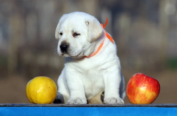 青い背景に甘いラブラドルの子犬 — ストック写真