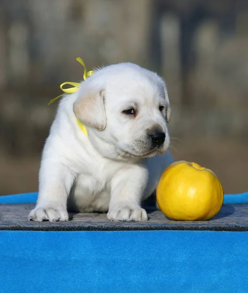 Labrador puppy op een blauwe achtergrond — Stockfoto