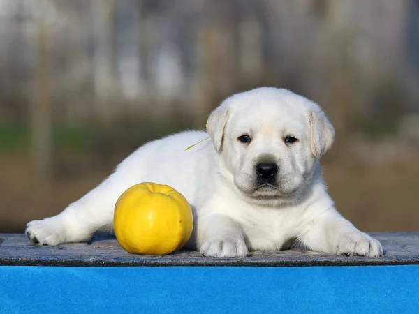 Een schattige Labrador puppy op een blauwe achtergrond — Stockfoto