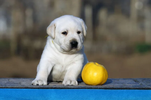 Mavi bir arka plan üzerinde Labrador köpek yavrusu — Stok fotoğraf