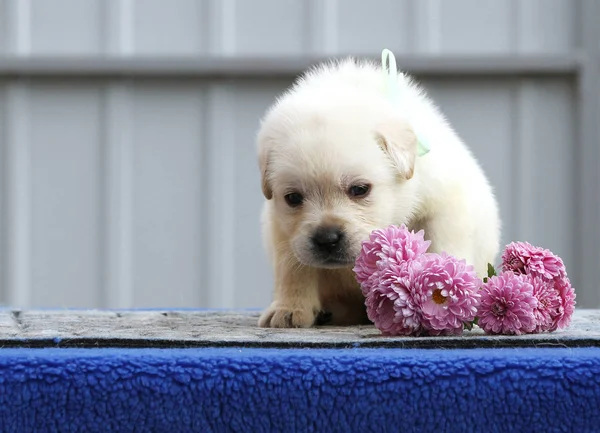 Le joli chiot labrador mignon sur fond bleu — Photo