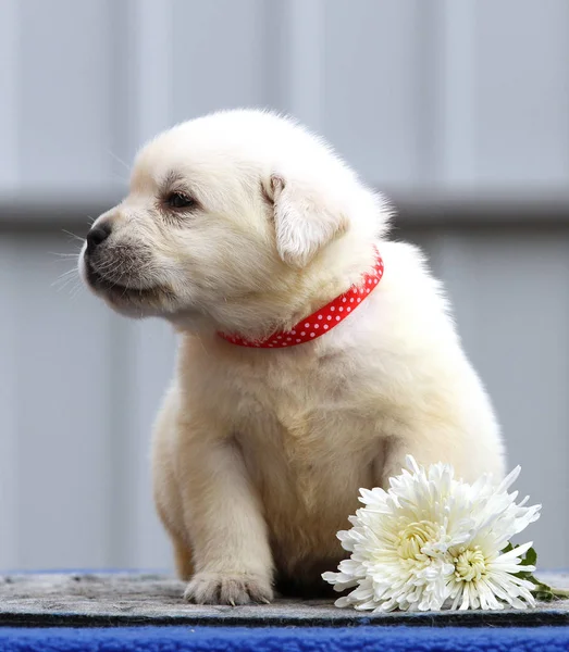 Um filhote de cachorro bonito agradável labrador em um fundo azul — Fotografia de Stock