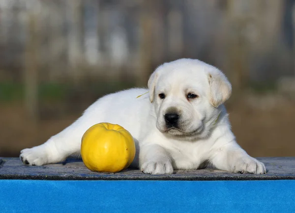 Een labrador puppy op een blauwe achtergrond — Stockfoto