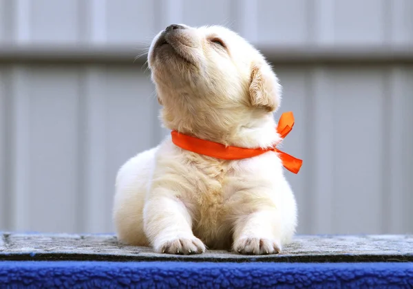 Zoet leuk schattig labrador puppy op een blauwe achtergrond — Stockfoto