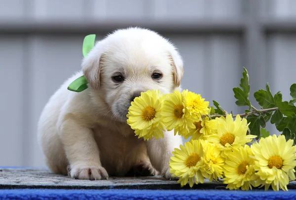 Ładny ładny szczeniak labrador na niebieskim tle — Zdjęcie stockowe