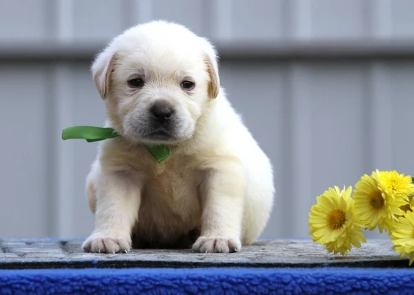 Mavi bir arka plan üzerinde güzel bir şirin labrador köpek yavrusu — Stok fotoğraf