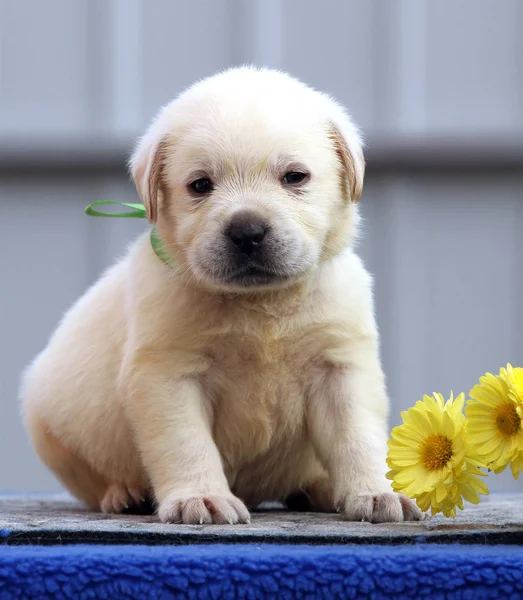 青色の背景に素敵なラブラドールの子犬 — ストック写真