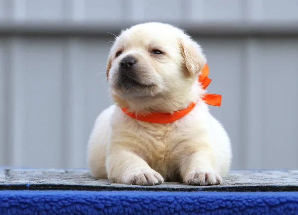 Um bom filhote de cachorro labrador em um fundo azul — Fotografia de Stock