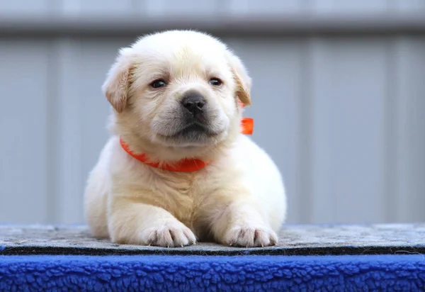 Nice labrador štěně na modrém pozadí — Stock fotografie