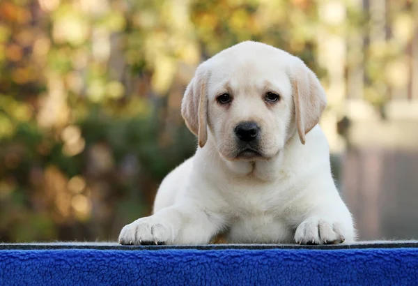 Słodki ładny szczeniak labrador na niebieskim tle — Zdjęcie stockowe