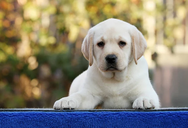 Doce agradável labrador filhote de cachorro em um fundo azul — Fotografia de Stock