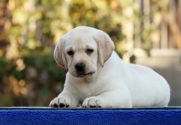 Mavi arka planda güzel bir labrador köpeği. — Stok fotoğraf