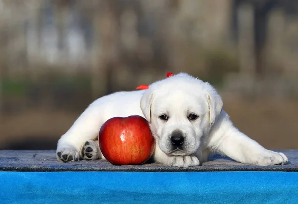 De labrador puppy op een blauwe achtergrond — Stockfoto