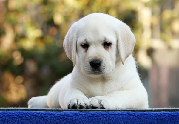 Mavi bir arka plan üzerinde güzel bir labrador köpek yavrusu — Stok fotoğraf