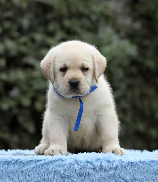 青い背景色のいいラブラドール子犬 — ストック写真