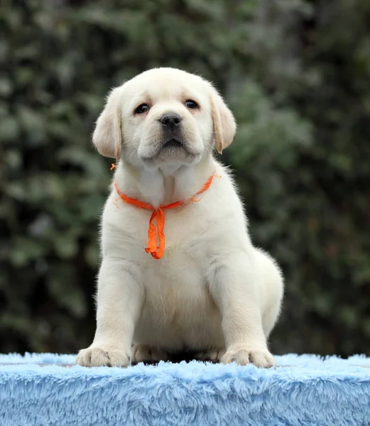 Um doce filhote de cachorro agradável labrador em um fundo azul — Fotografia de Stock