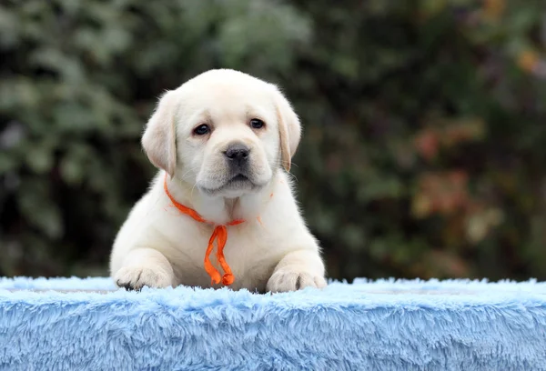Sladké krásné labrador štěně na modrém pozadí — Stock fotografie