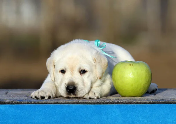 Labrador puppy op een blauwe achtergrond — Stockfoto