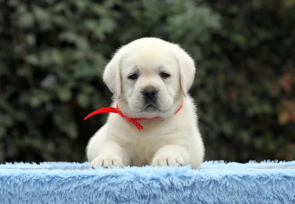 A sweet nice labrador puppy on a blue background Royalty Free Stock Images