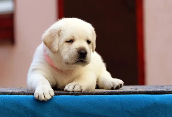 Doce filhote de cachorro labrador em um fundo azul — Fotografia de Stock