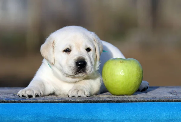 Een labrador puppy op een blauwe achtergrond — Stockfoto