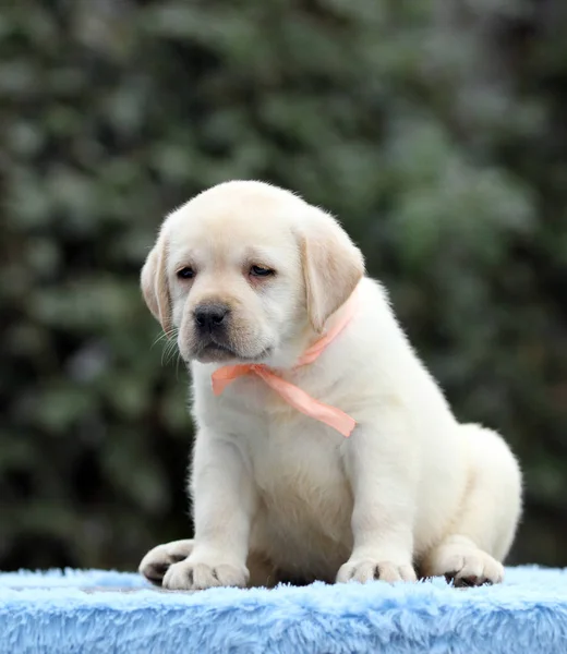 El perrito labrador dulce agradable sobre un fondo azul —  Fotos de Stock