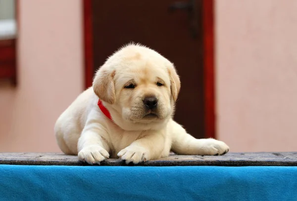 蓝色背景上的可爱的拉布拉多小狗 — 图库照片