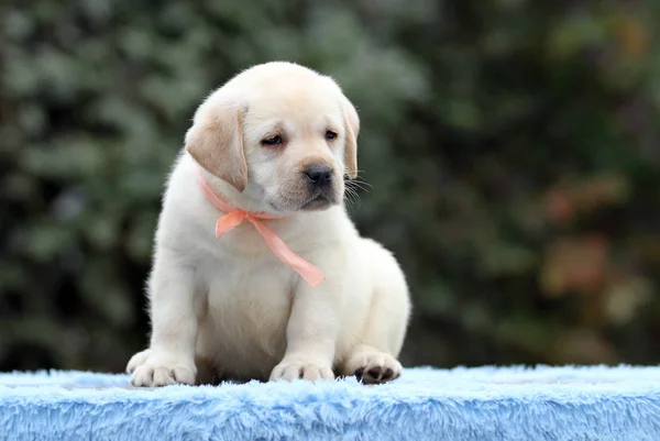 Szép édes Labrador kiskutya-ra egy kék háttér — Stock Fotó