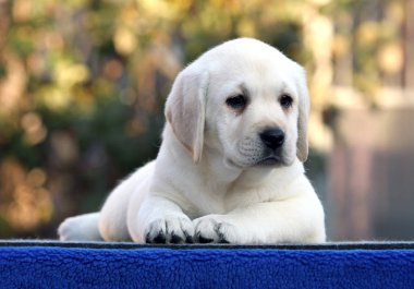 mavi bir arka plan üzerinde güzel tatlı labrador köpek yavrusu
