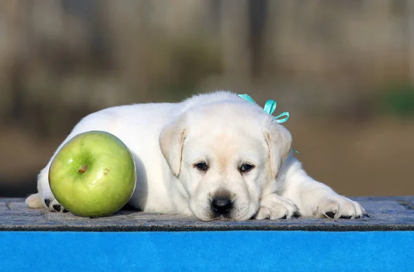 Een labrador puppy op een blauwe achtergrond — Stockfoto