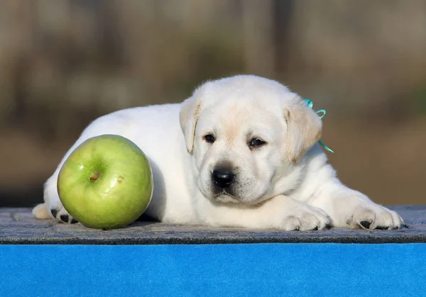 Labrador puppy op een blauwe achtergrond — Stockfoto