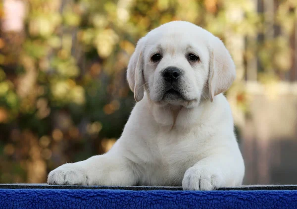 Un lindo perrito labrador dulce sobre un fondo azul — Foto de Stock