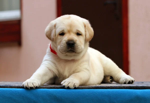 Een zoete Labrador puppy op een blauwe achtergrond Stockafbeelding