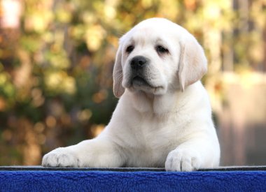 mavi bir arka planda tatlı Labrador köpek yavrusu
