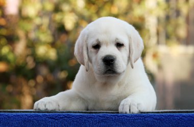 mavi bir arka planda tatlı Labrador köpek yavrusu