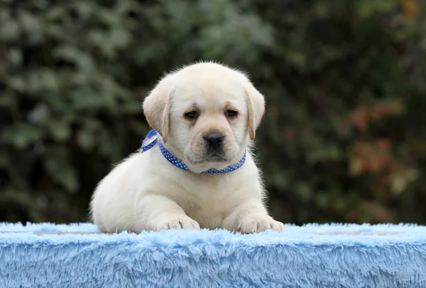 Mavi arka planda şirin bir labrador köpeği. — Stok fotoğraf