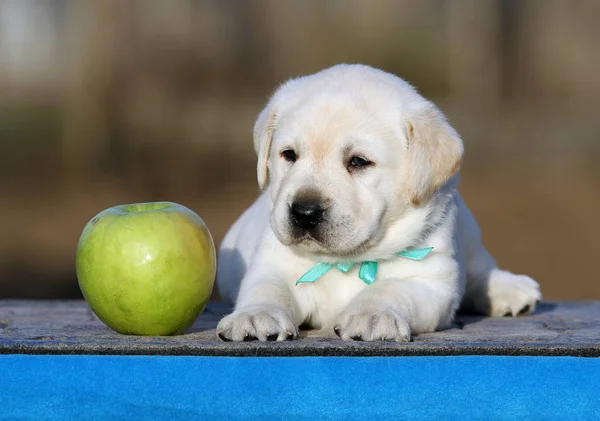 Cachorro labrador em um fundo azul — Fotografia de Stock