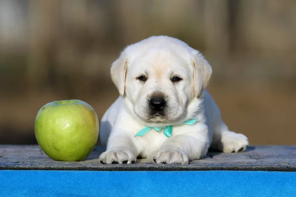 青色の背景にラブラドール子犬 — ストック写真